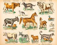 Antieke plaat met boerderij dieren