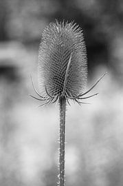 Thistle by Jacqueline Jellema
