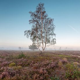 Heide landschap met solitaire berkenboom van Maarten Zeehandelaar