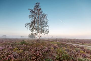 Heide landschap met solitaire berkenboom van Maarten Zeehandelaar