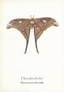 Herkulesfalter