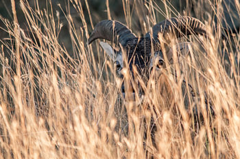 Ein Mufflon, versteckt im hohen Gras