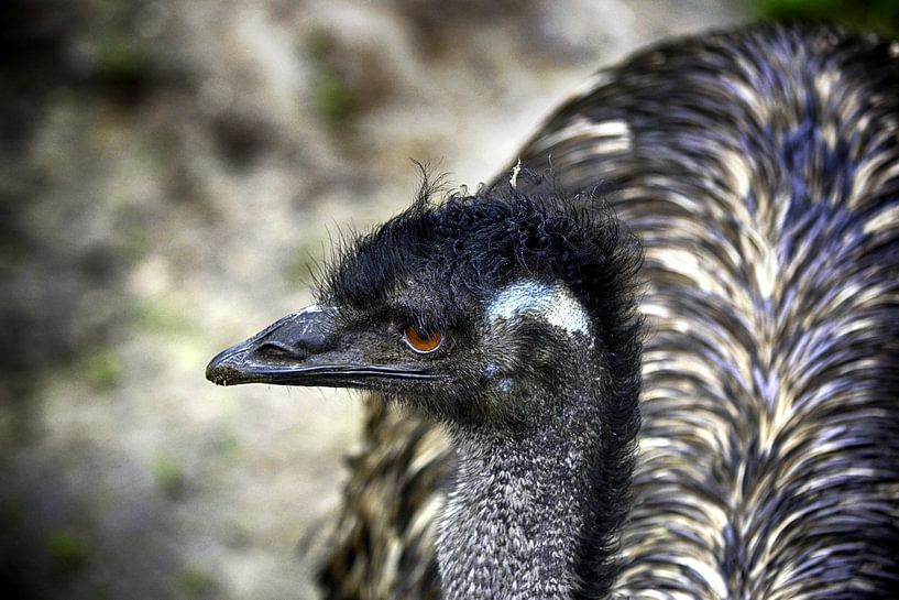 Struisvogel by Sidney Portier