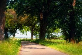Forest path Nietap with fence in the background by R Smallenbroek