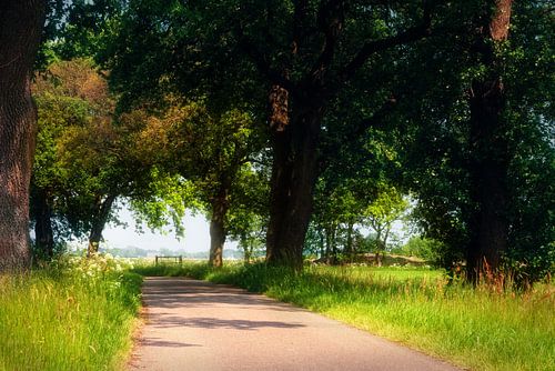 Bospad Nietap met hek in de achtergrond