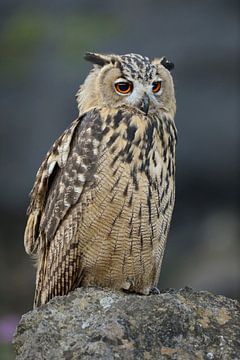 Eurasian Eagle-Owl ( Bubo bubo ), perched on a rock, wildlife, Europe. by wunderbare Erde