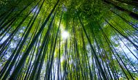 0620 Forêt de bambous par Adrien Hendrickx Aperçu