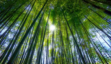 0620 Bamboo forest van Adrien Hendrickx