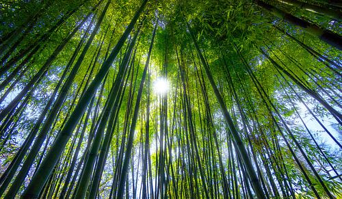 0620 Bamboo forest