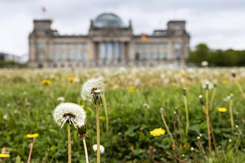 Dandelions in front of the Reichstag building in Berlin
