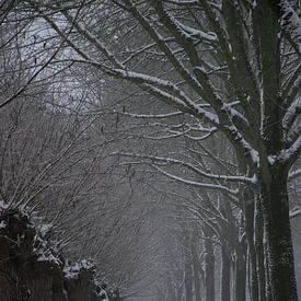 Ritme van de Winter van Ingrid de Vos - Boom
