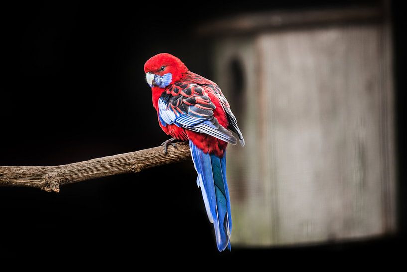 Roodblauwe Rosella papegaai by Harrie Muis