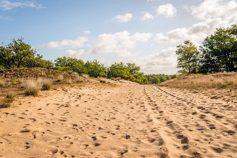 Dutch nature reserve Loonse en Drunense Duinen by Ruud Morijn