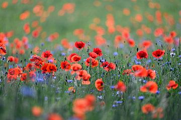 Coquelicots et bleuets sur Elbert-Jan Achterberg