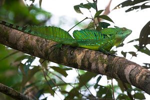 Lézard Basilic sur Martijn Smeets