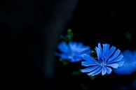 Chicory Flower LowKey van Tjeerd Knier thumbnail