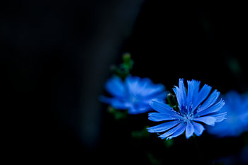 Zichorienblüte LowKey
