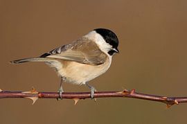 Marsh Tit  ( Poecile palustris ), perched on a thorny tendril, nice side view, in fabulous light by wunderbare Erde