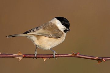 Marsh Tit  ( Poecile palustris ), perched on a thorny tendril, nice side view, in fabulous light van wunderbare Erde