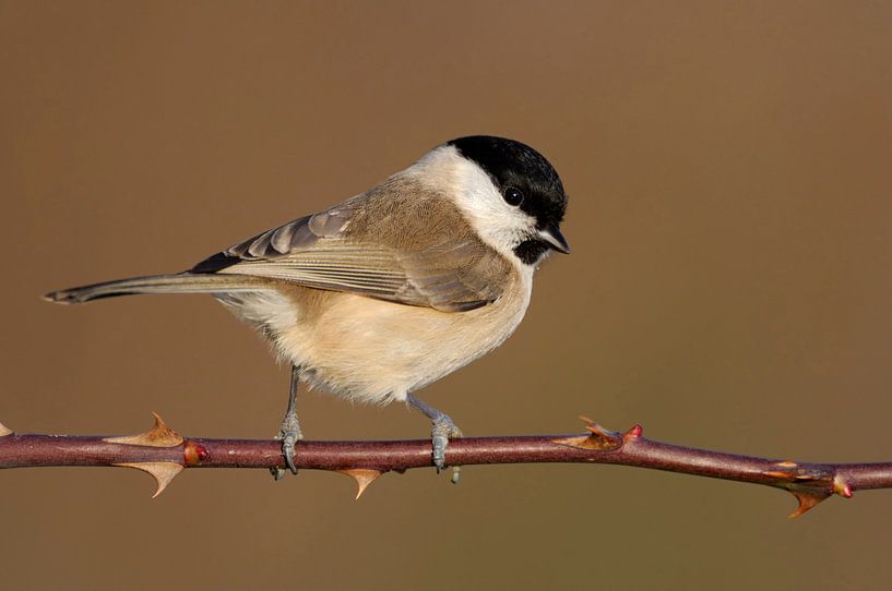 Sumpfmeise ( Poecile palustris ) im besten Licht par wunderbare Erde