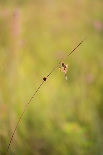 Libellule baguée en équilibre par Moetwil en van Dijk - Fotografie
