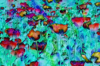farbige Mohnblumen