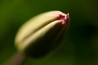 Tulp in de knop