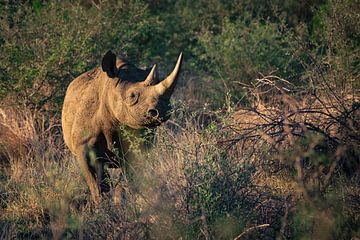 Confrontation avec un rhinocéros sur Nico Hochberger