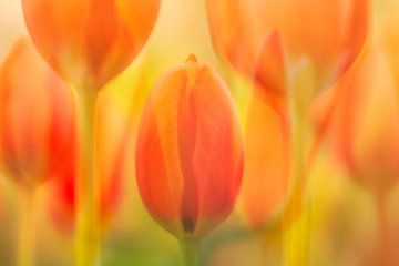 Tulpen reflecties van Andy Luberti