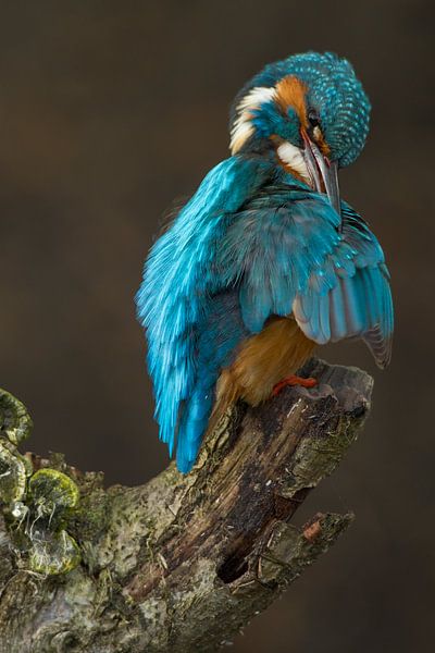 Eisvogel, der im Wurf fotografiert wurde. von Jeroen Stel