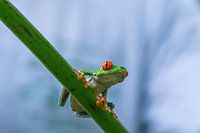 Red-eyed tree frog