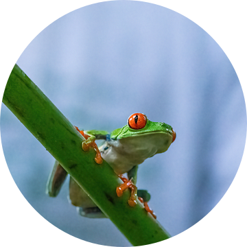Red-eyed tree frog, Costa Rica van Mirjam Welleweerd