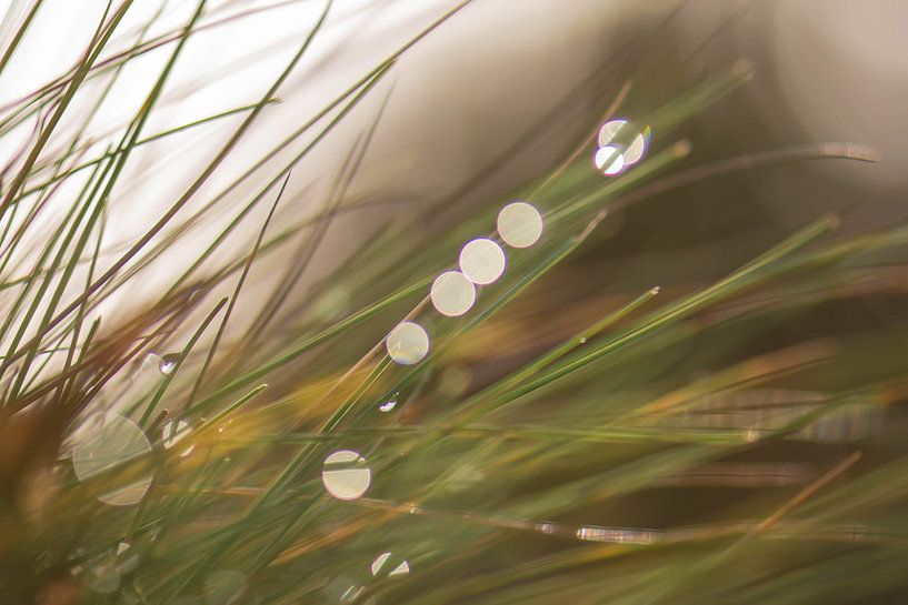 bokeh row by Tania Perneel