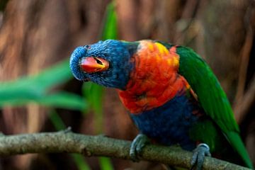 nieuwsgierige papegaai van Jeroen van Deel