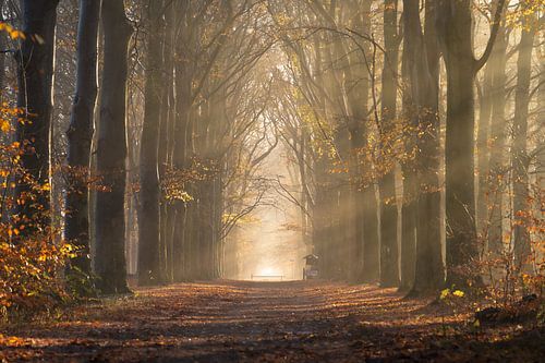 Forest Avenue im Morgenlicht von Sander van der Werf