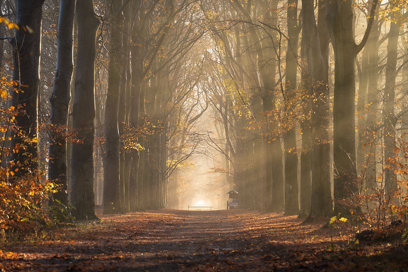 Forest Avenue im Morgenlicht von Sander van der Werf