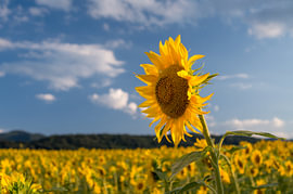 Champ de tournesols sous un ciel bleu sur Milcho Milev