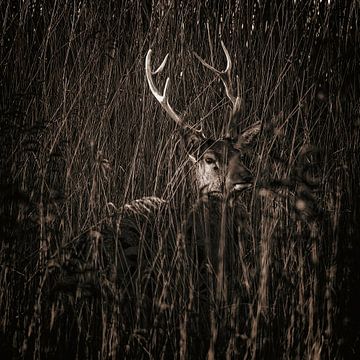 Hidden Deer by jowan iven