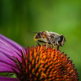 Guêpe sous le pollen sur Reisverslaafd