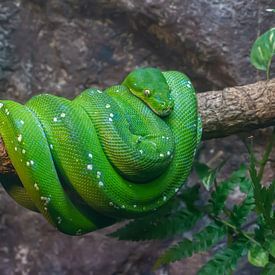 grüne Python von Corien van der Reest