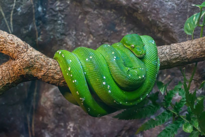 groene python van Corien van der Reest