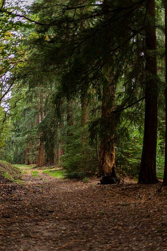 Rustige boswandeling – natuurfotografie met bomen en herten, digitale wanddecoratie met warme groentinten