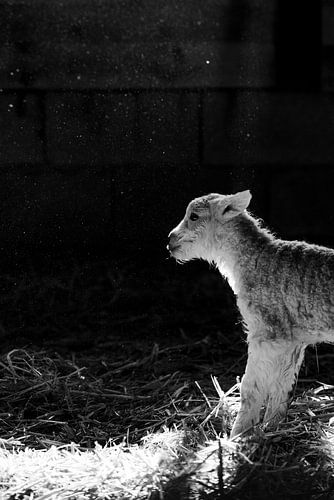 newborn lamb seeks out the sun's rays