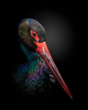 The Black Stork, fegari  by 1x