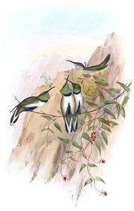 Weißer Hügelstar, John Gould von Hummingbirds