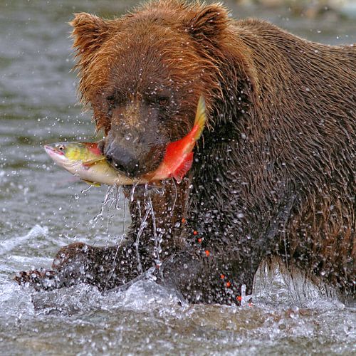 Ours brun sauvage avec saumon