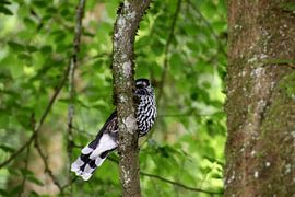 Nussknacker 1 von Paul Emons