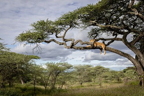 Lion lying in a tree