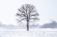 Cold Tree van Claire Droppert thumbnail