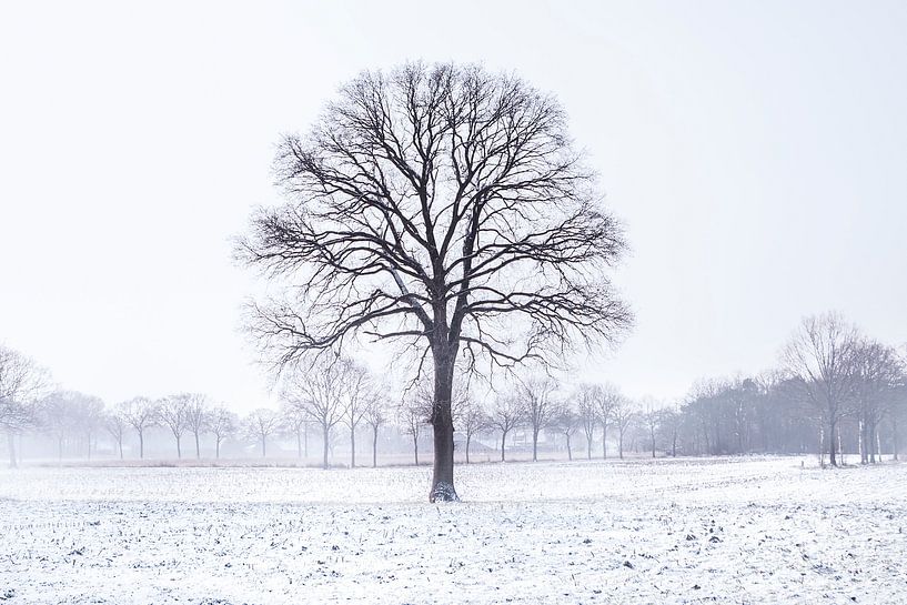 Cold Tree van Claire Droppert